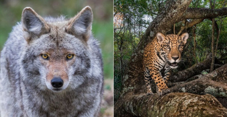 What Goes Down When A Jaguar And A Coyote Cross Paths