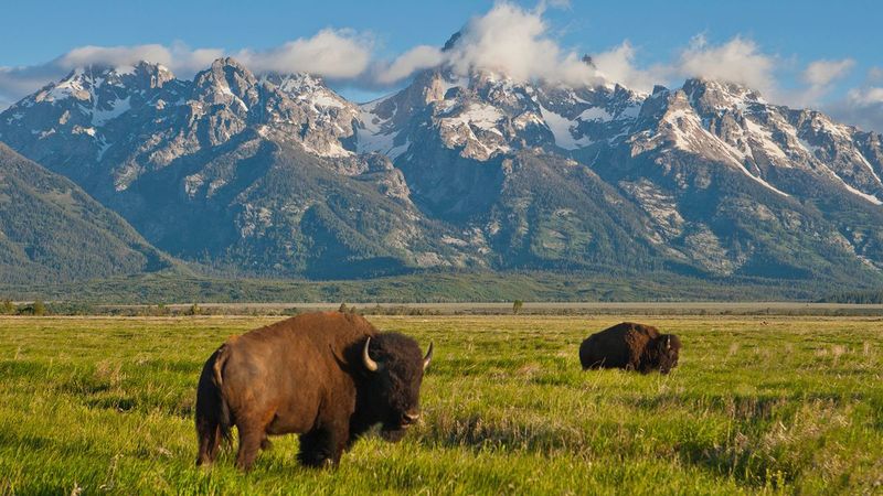 Why Bison Can Be Dangerous In Yellowstone