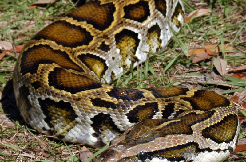 How Do Pythons Affect Local Wildlife?