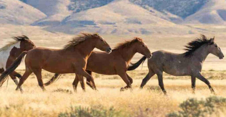 What Happens To U.S. Deserts If Wild Horses Are Removed?