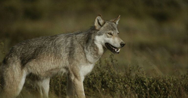 What Happens When Predators Are Reintroduced To Yellowstone?