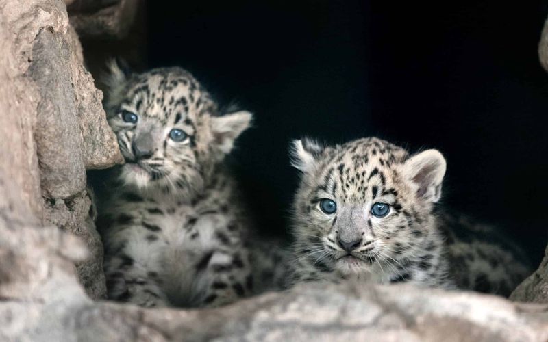 What Do Young Snow Leopards Eat?