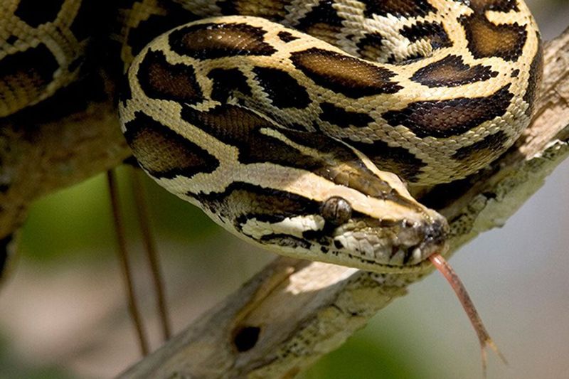 How Are The Pythons Captured?