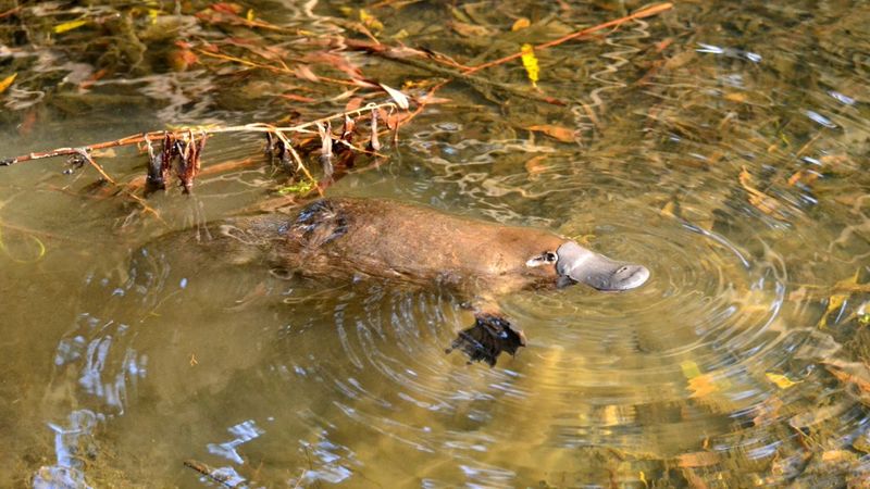 Where Do Platypuses Live?