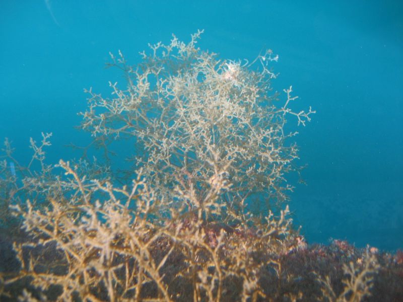 Building Underwater 'Apartment Complexes'