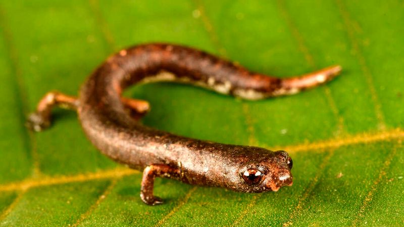 The Discovery Of 27 New Species In Peru's Waters
