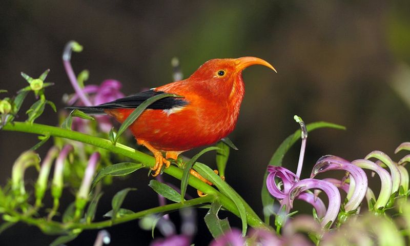 The Challenges Of Protecting Hawaii's Endangered Honeycreepers