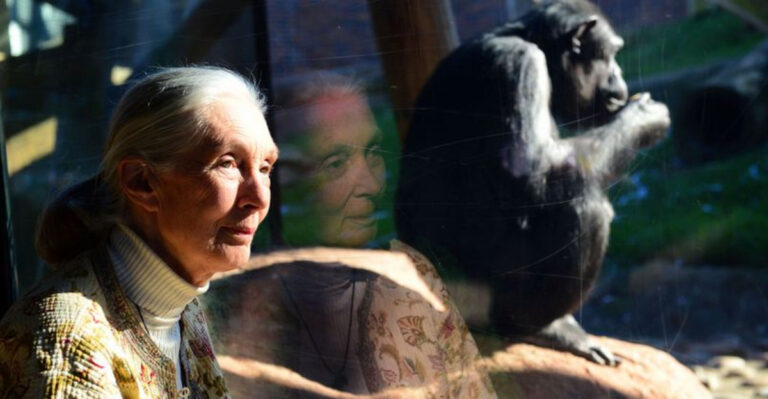 What Jane Goodall Taught The World About Animal Intelligence