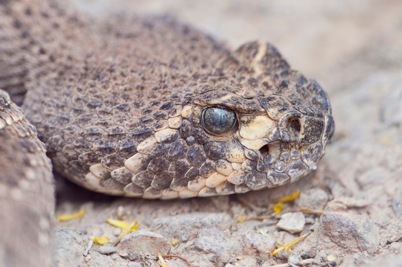 Rattlesnake Solutions' Unexpected Encounter With A Leopard-Patterned Rattlesnake