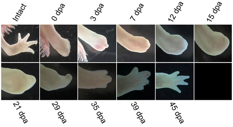 The Science Behind Limb Regeneration In Axolotls