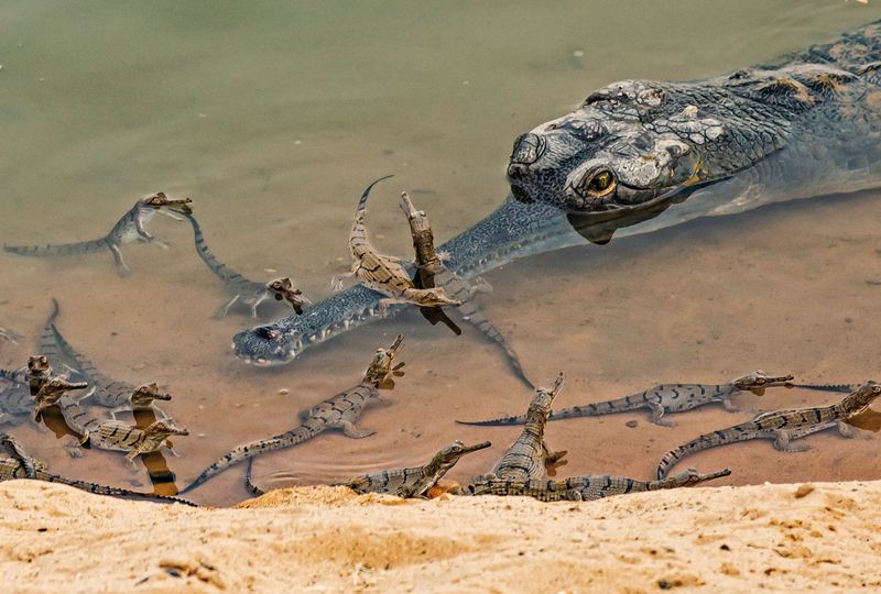 Where Do Gharials Live? The Secret World Of River-Dwelling Reptiles