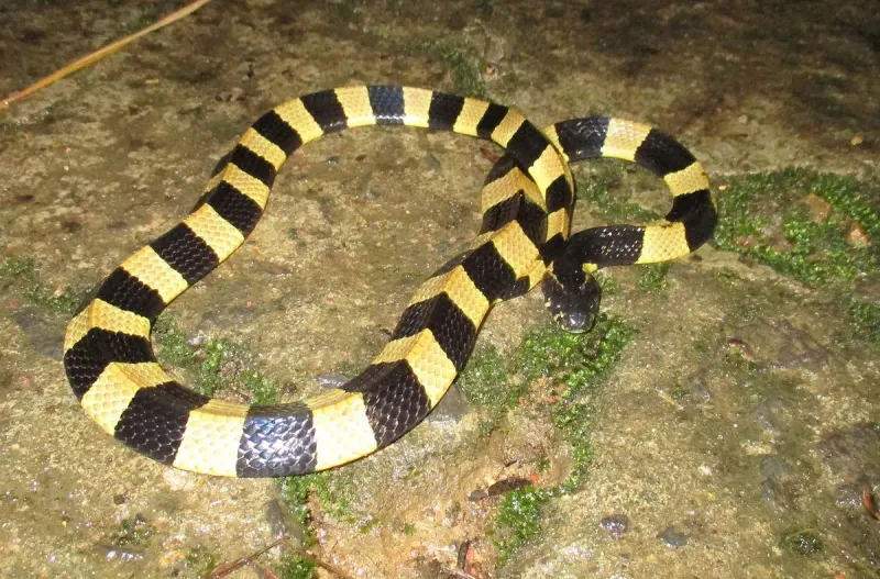 Key Facts About The Giant Snake