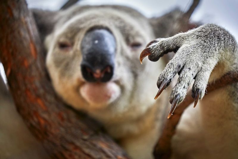 Could Koala Fingerprints Help In Identifying These Endangered Animals?
