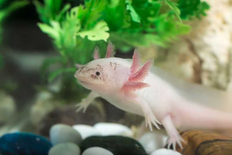 Can Humans Regrow Limbs? The Current Science