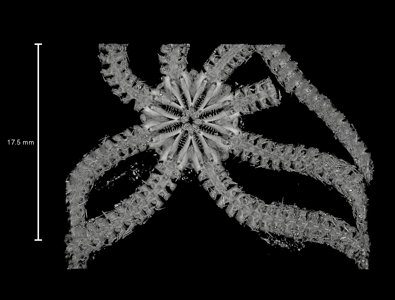 Genetic Insights: The 180 Million-Year Evolution Of Ophiojura