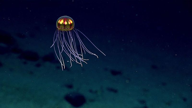 The Importance Of Deep-Sea Ecosystems And Conservation Efforts