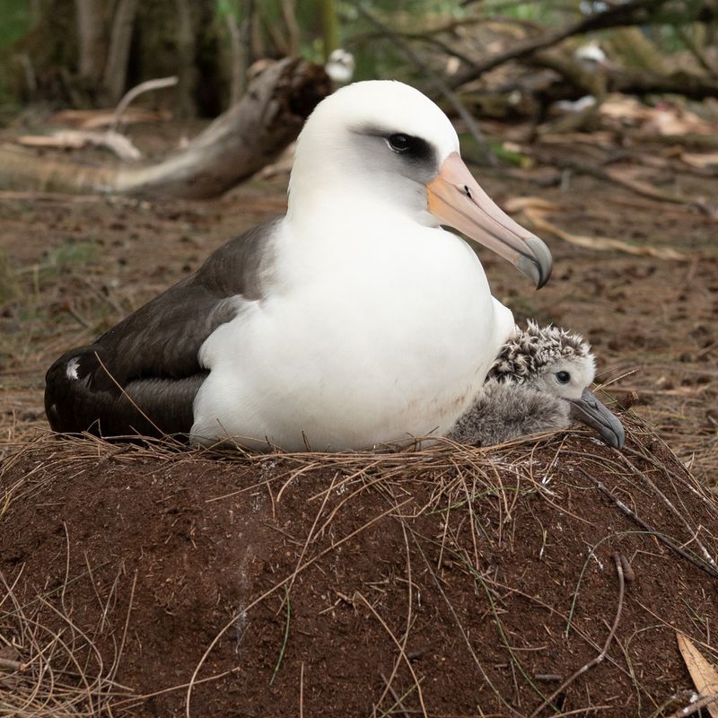 Why Does The Albatross Only Lay One Egg A Year?