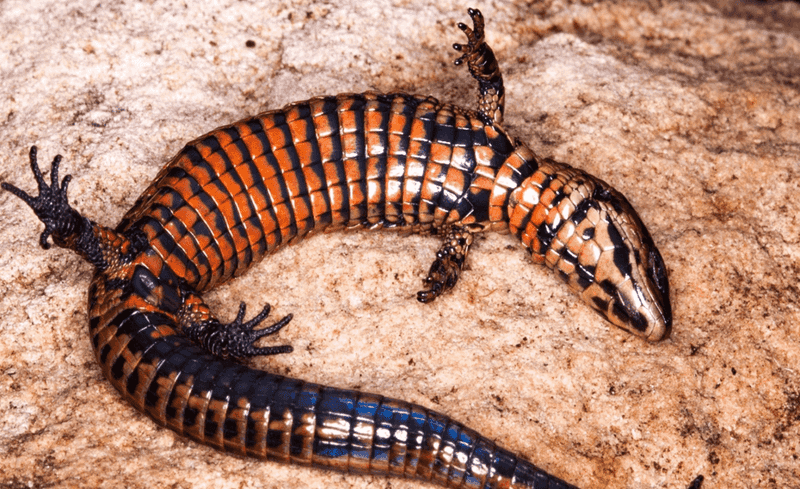 The Scientific Significance Of Discovering New Species In Peru
