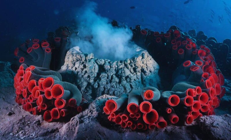 Marine Life Flourishing Near An Underwater Volcano