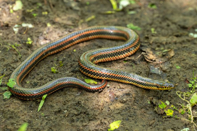 Habitat: Where Rainbow Snakes Call Home