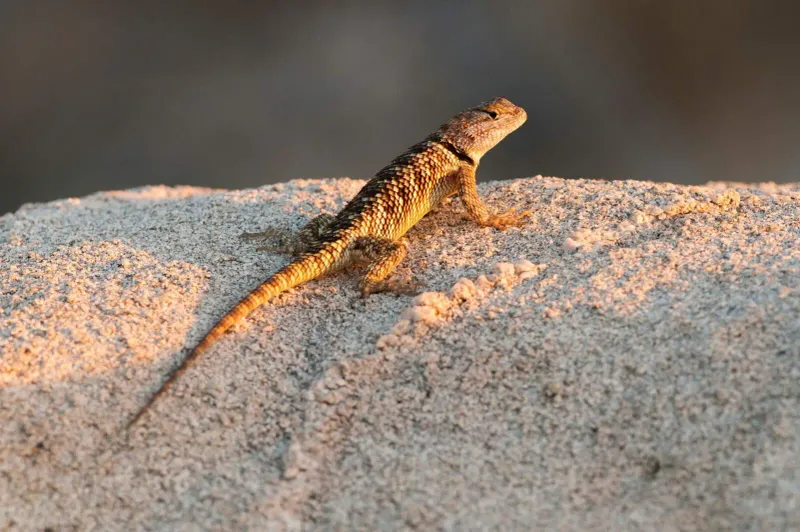 Spiny Lizard Adaptations: How They're Beating The Odds
