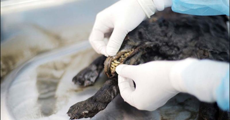 Siberia's Frozen Secrets: The Truth Behind The Tumat Puppies