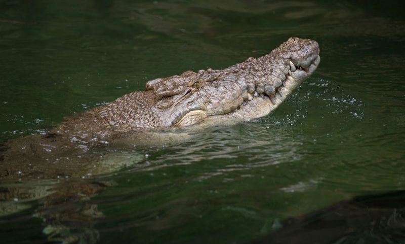 The Importance Of The Discovery For Global Crocodile Research