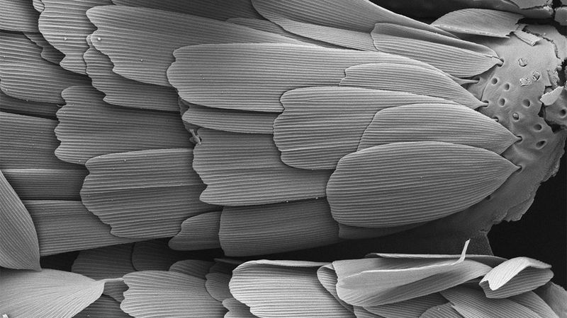 How Did Scientists Identify The Oldest Butterfly Evidence?