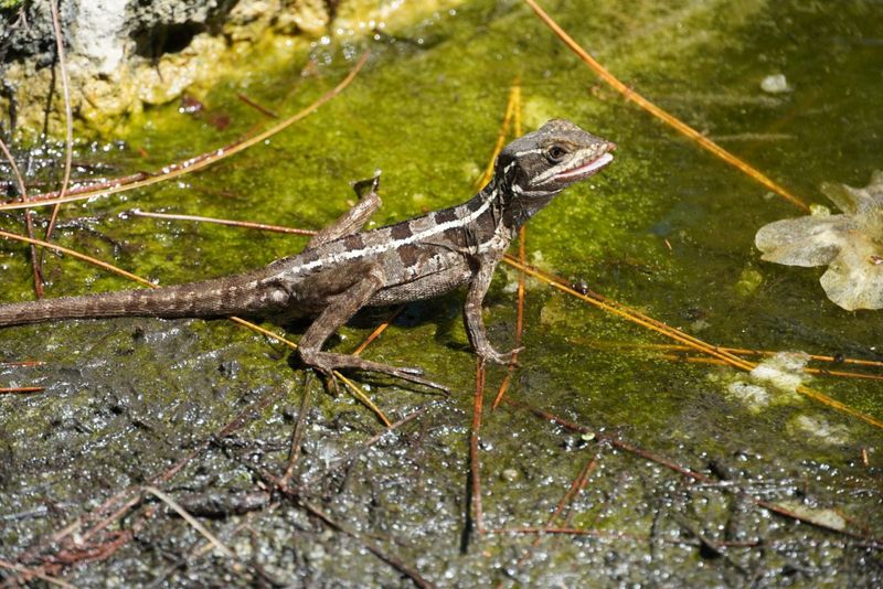 Spiny Lizard's Evolution: A Case Study In Survival