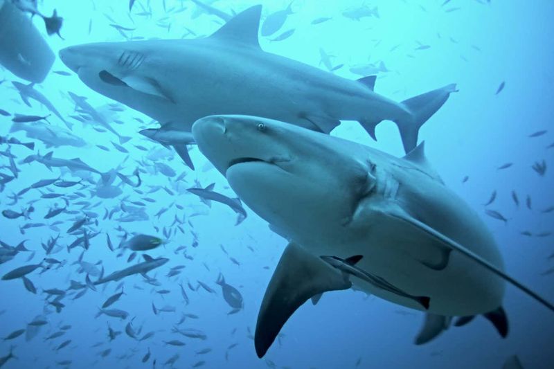 Environmental Factors Influencing The Shark's Migration