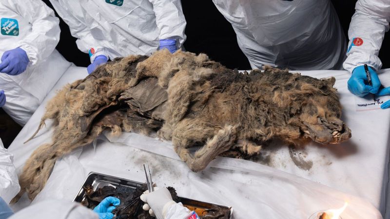 A Look At The Bear's Preservation: Soft Tissues And Organs Intact