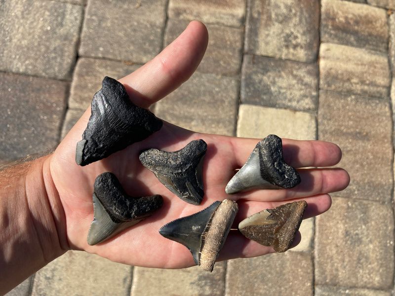 Exploring Venice, Florida: A Hotspot For Fossil Divers And Ancient Discoveries