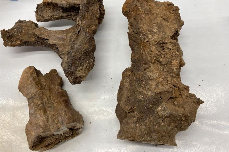 The Future Of Paleontological Research