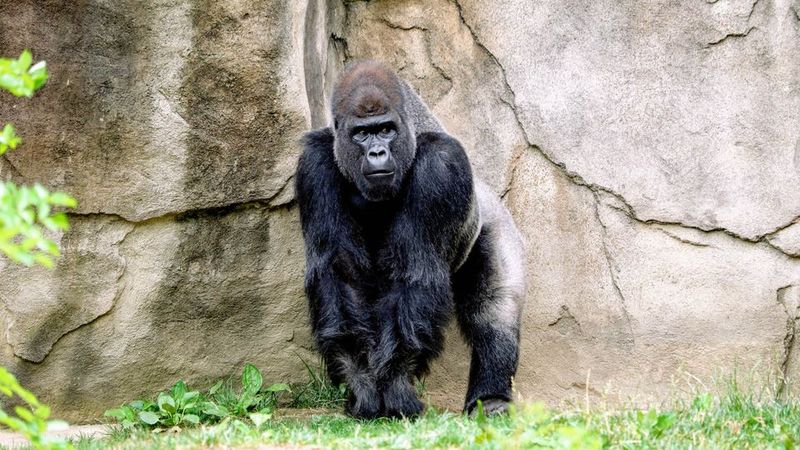 Rewriting Evolution: The Impact Of A Gorilla Fossil