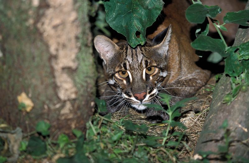 Can India's Protected Areas Save This Vanishing Predator?