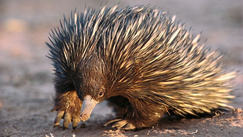 From Near Extinction To Rediscovery: The Echidna's Comeback