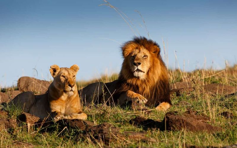 The Role Of Predators In Maintaining Biodiversity (Lessons From The African Savanna)