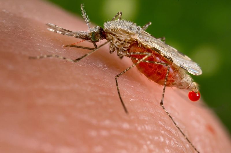 The Science Behind Genetically Modified Mosquitoes For Disease Control