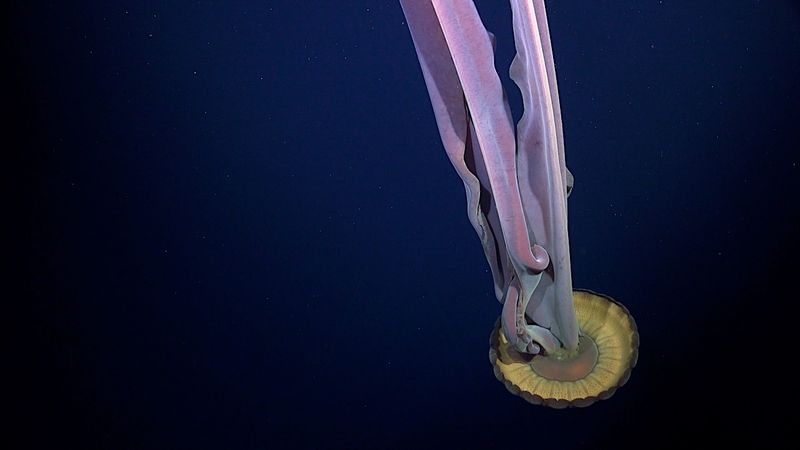 Looking Ahead: Future Research In Antarctic Deep-Sea Ecosystems
