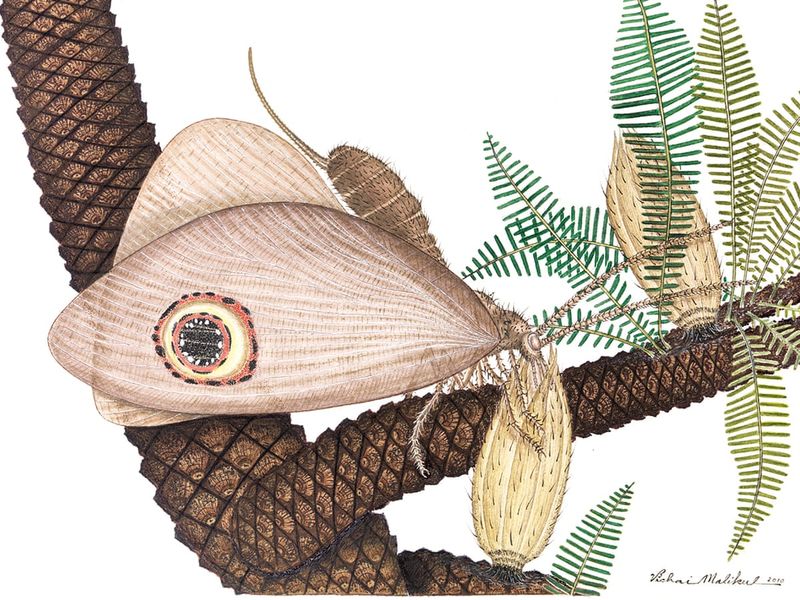 The Relationship Between Early Insects And Non-Flowering Plants