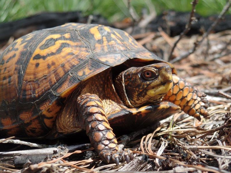 How Visitors Can Help Conservation