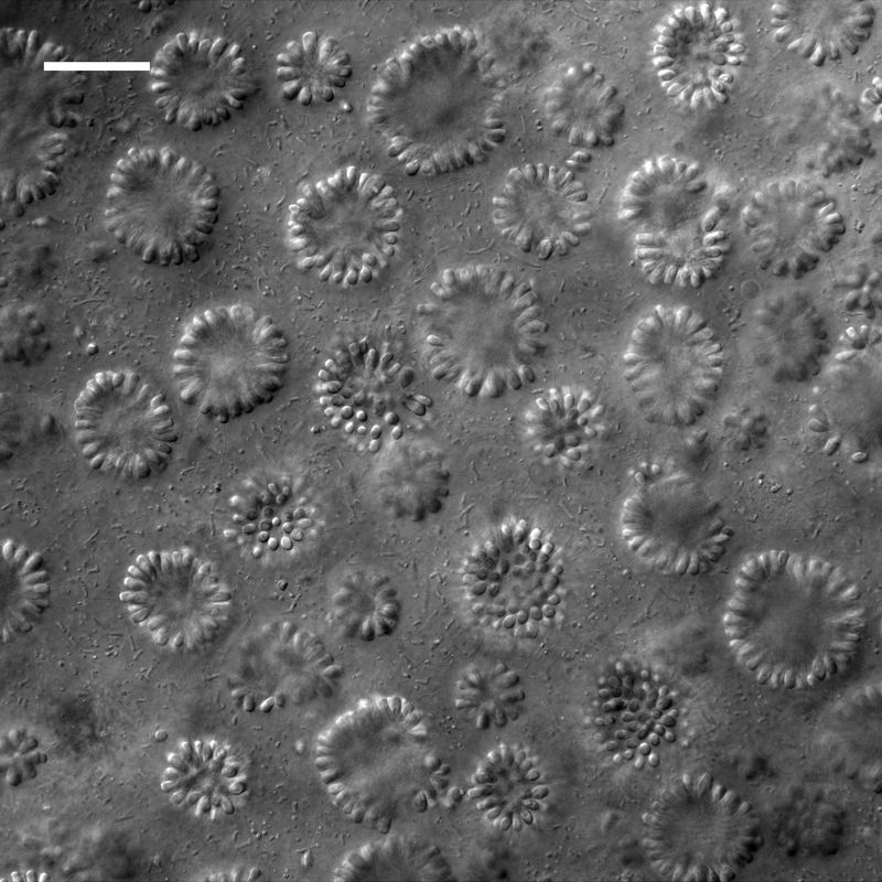 Ongoing Research And Future Discoveries