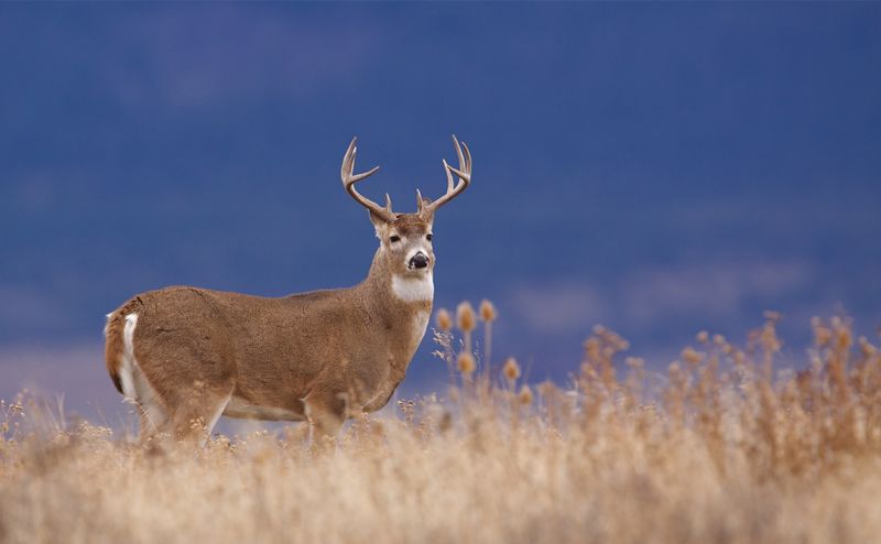 Lessons Learned From Idaho's Biggest Whitetail Deer Ever Harvested