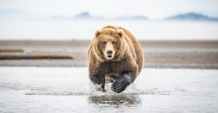 What To Do If A Black Bear Appears Near Your Home