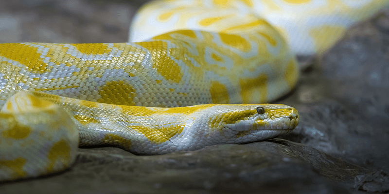 The Need For Stricter Laws On Exotic Pet Ownership