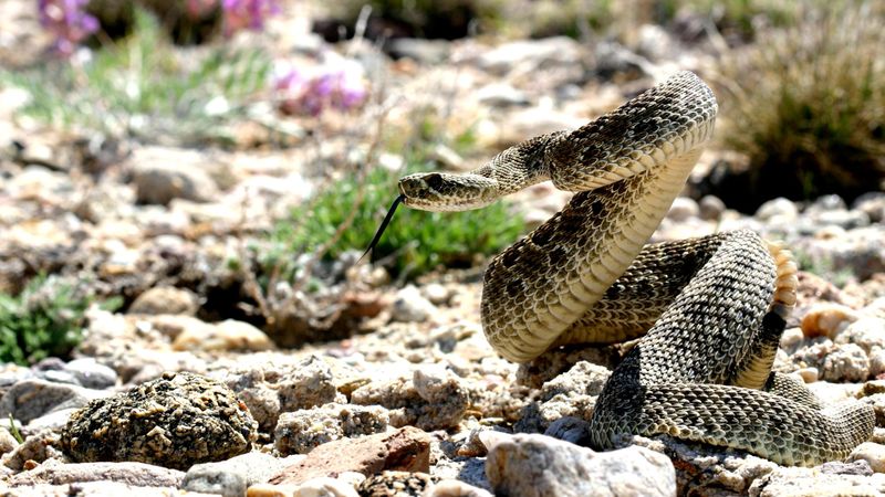 Move Away From The Snake