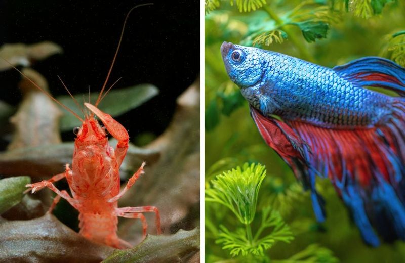 Do Crawfish Lobsters Get Along With Other Fish?