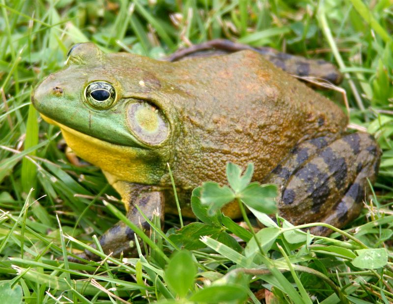 Why Bullfrogs Are A Major Threat