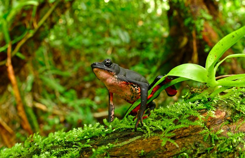 The Future Oof Conservation For Newly Discovered Species In Peru