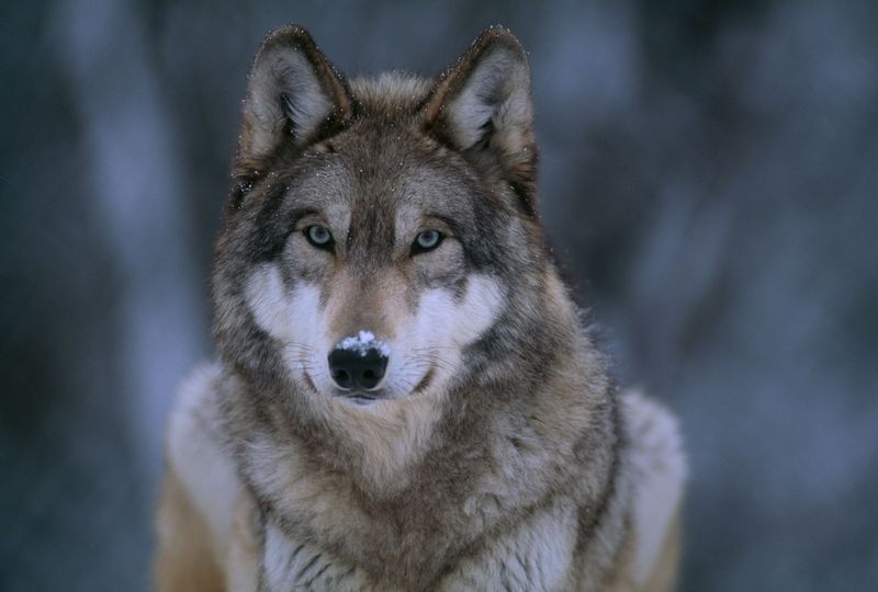 Predator Reintroduction: A Controversial Issue Or A Necessary Step?